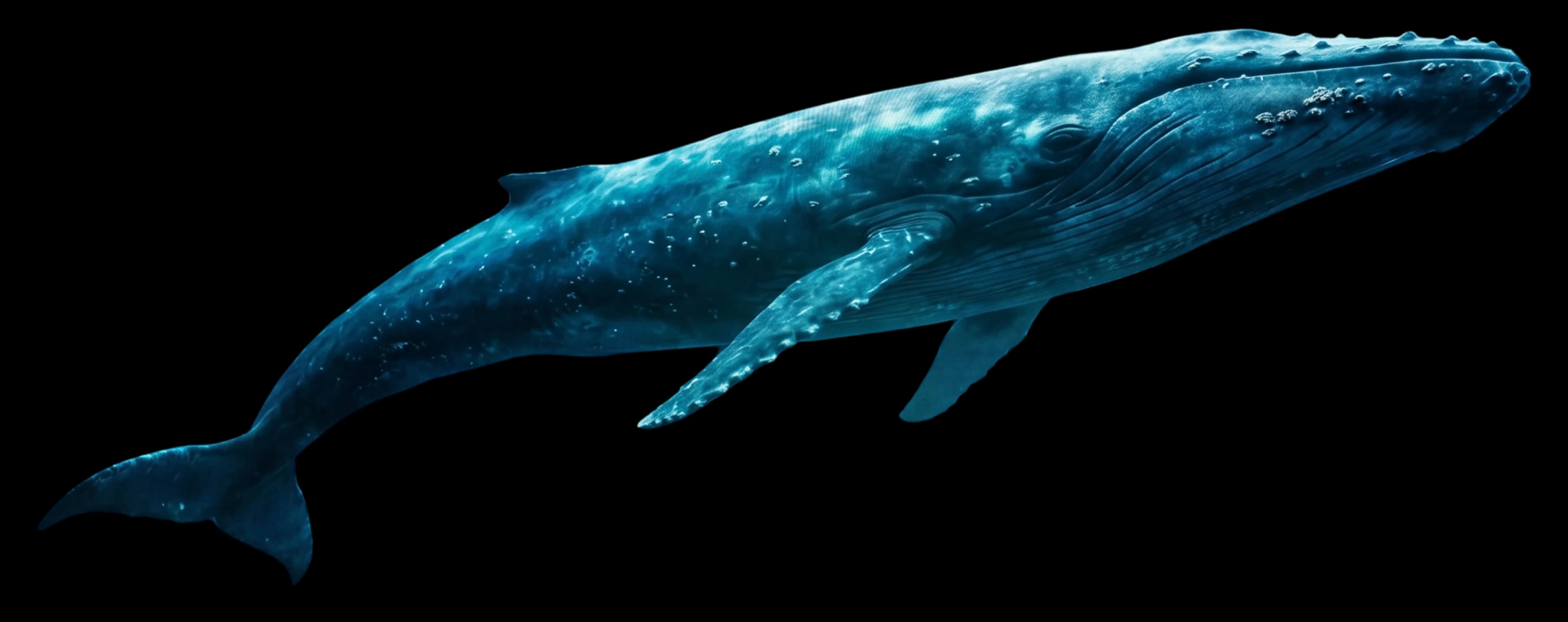 Whale